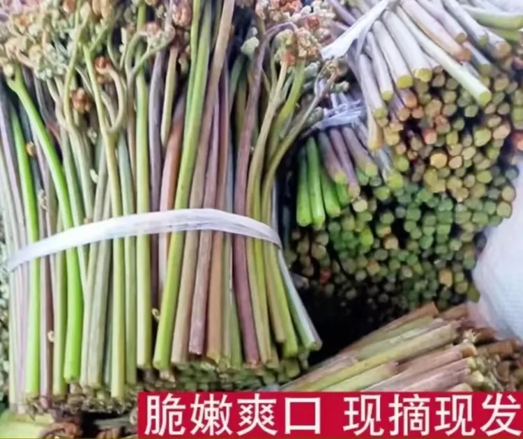 贵州高山生蕨菜新鲜蕨菜拍一斤发三斤多送半斤