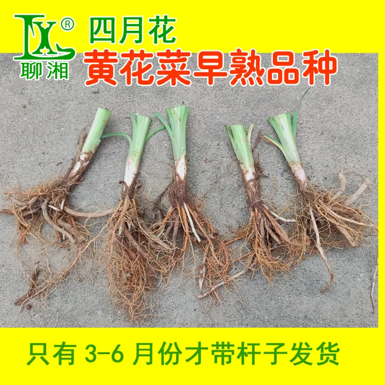 四月花早熟正品食用黄花菜种子种苗根金针菜忘忧草萱草种子种苗根