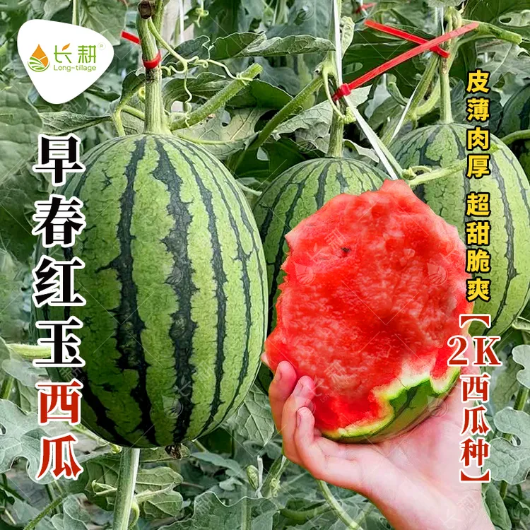 早春红玉小西瓜种子抗病四季播小种籽春季南方播种高产优选椭圆形