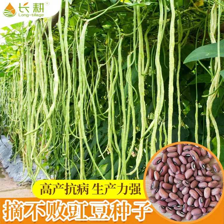 金玉满堂豆角种子豆角豆角种子菜种籽春秋四季绿豇豆四季豆长豆角