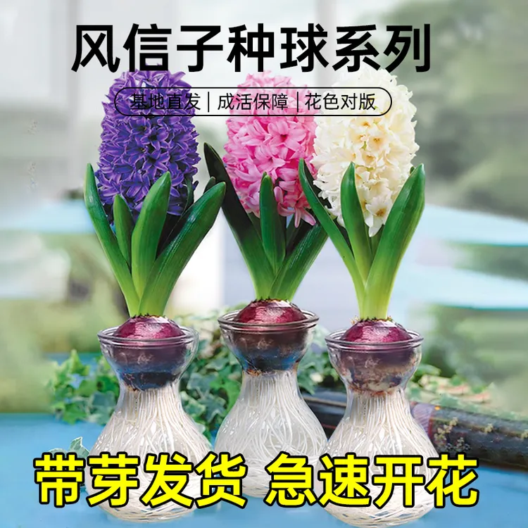 风信子种球水养水培玻璃瓶套装秋冬季盆栽土培郁金香花卉种子水仙