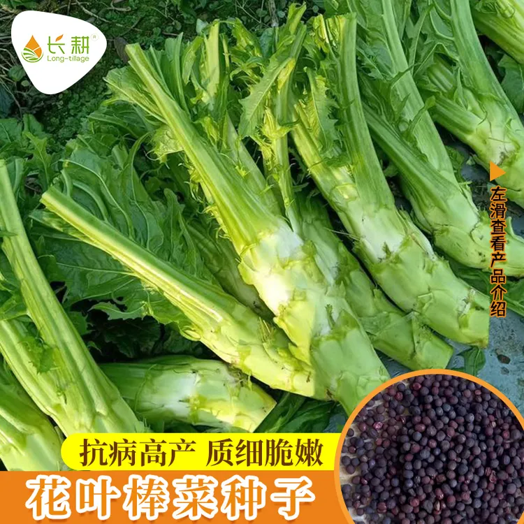 特大花叶棒菜种子种籽春秋四季阳台农家青笋芥菜籽种蔬菜种孑大全