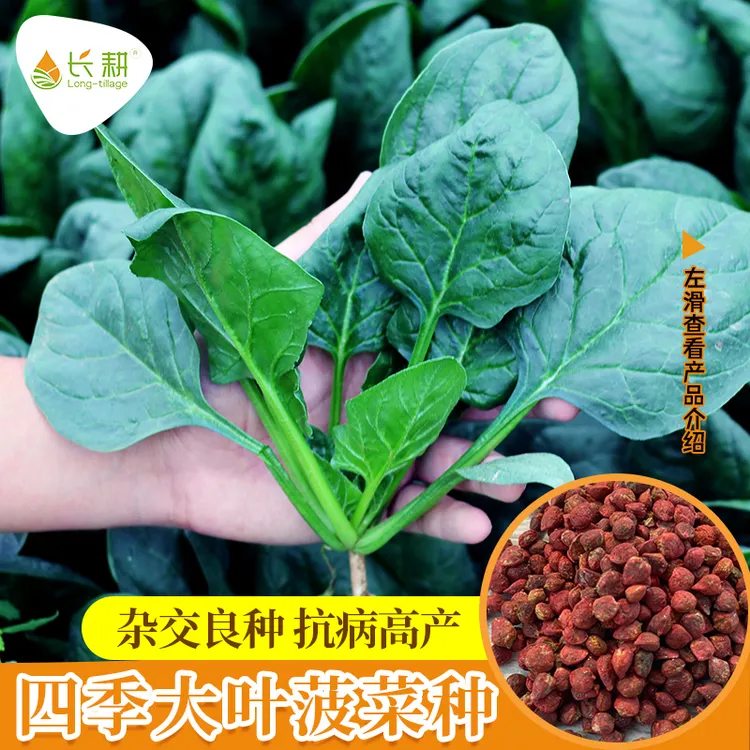 大叶菠菜种子耐寒耐热阳台盆栽春秋冬四季播高产蔬菜菠菜种子大全