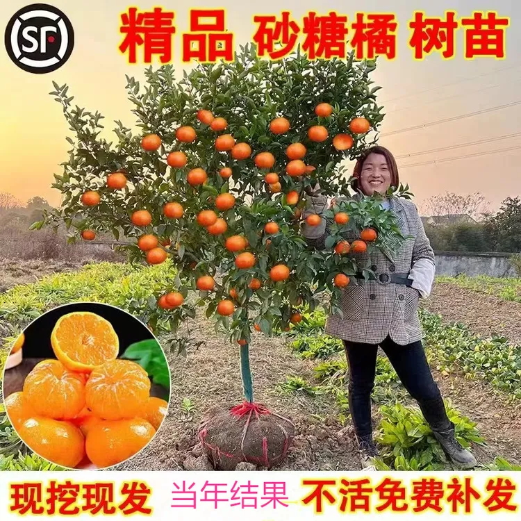 正宗嫁接无籽砂糖橘苗盆栽地栽无核沙糖桔南方北方果树苗当年结果