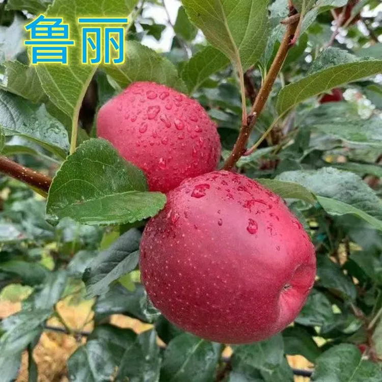 鲁丽苹果树苗早熟新品种嫁接冰糖心苹果苗特大超甜苹果果树苗