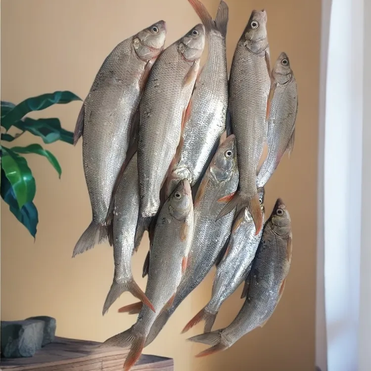 红尾鱼红梢水库河鲜美味香煎现杀速冻蒙古红鲌