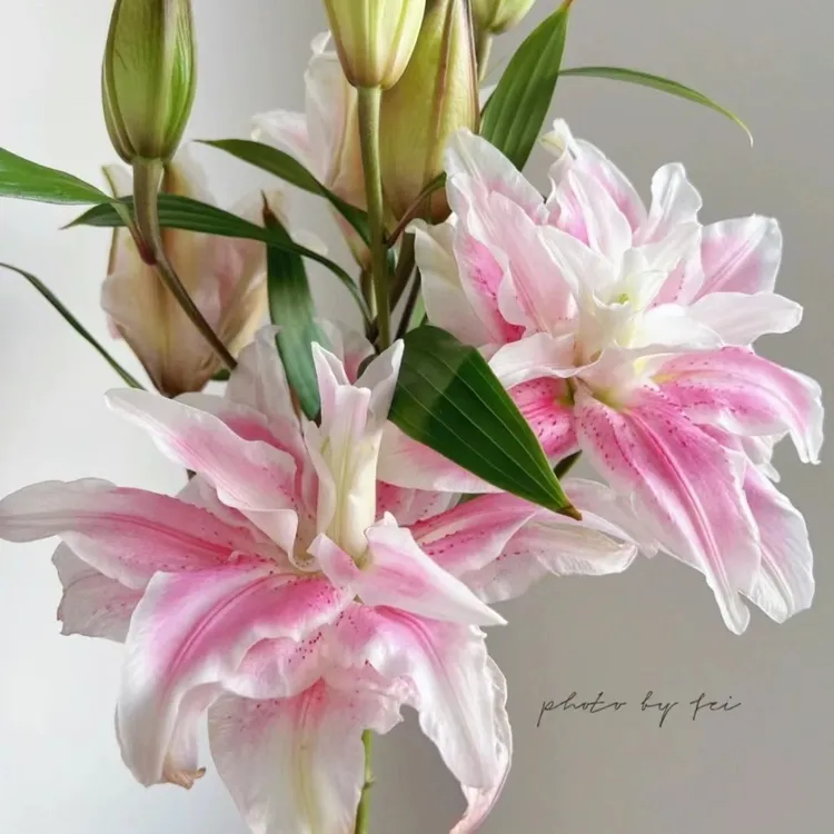 伊莎贝拉粉色重瓣香水百合东北花卉凌源直发
