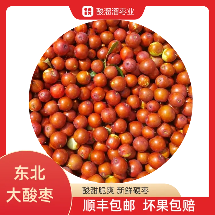 东北朝阳大酸枣酸甜脆爽2024年新鲜采摘现摘现发
