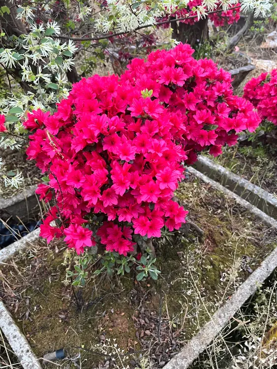杜鹃花紫薇大棵三角梅室外栽种绿植盆栽庭院植物皋月杜鹃一物一