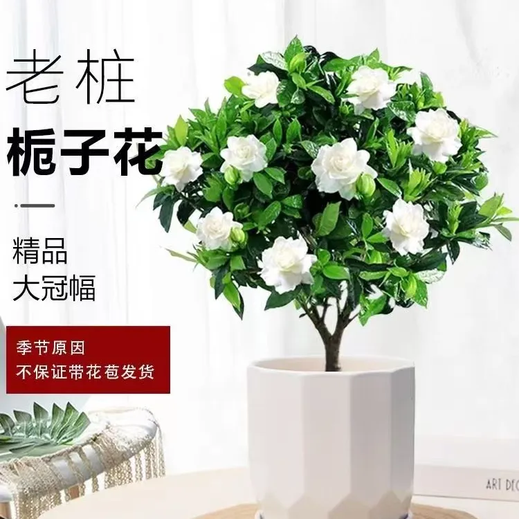 7年精品独杆小叶栀子花盆栽四季带花苞室内阳台花卉室外庭院植物