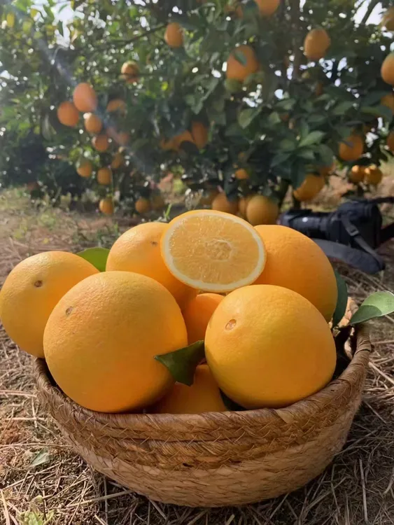 【赣南脐橙】新鲜当季孕妇水果酸甜多汁 大中小果多规格 寻乌直发