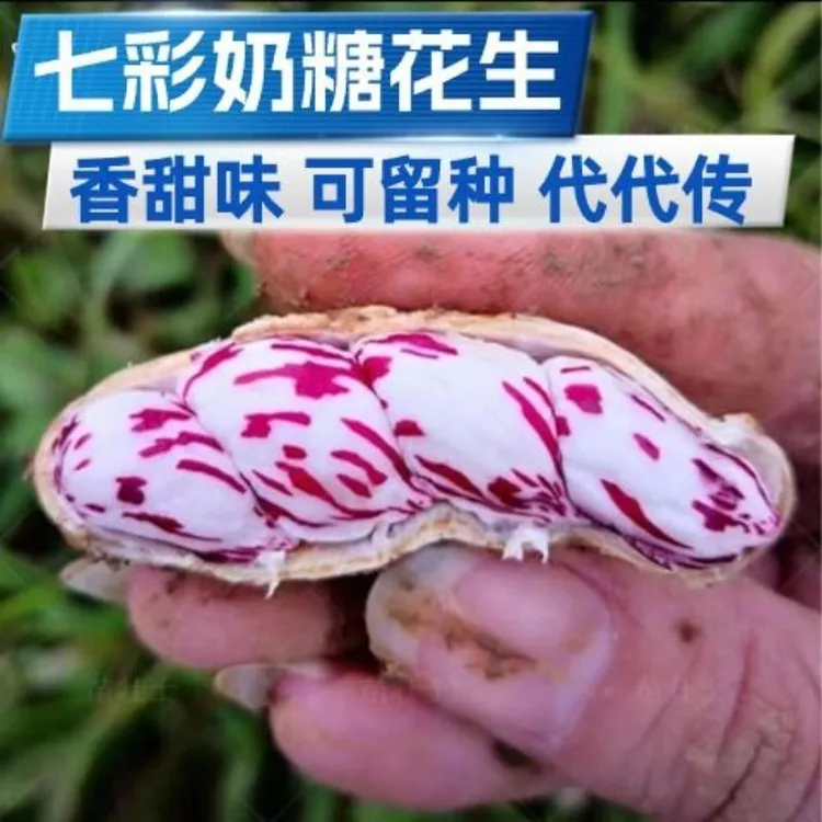 七彩奶糖花生种子七彩花生种子可留种香甜可口花皮花生种子