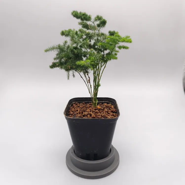 龙兰苔藓微景观素材--超迷你矮化文竹苗