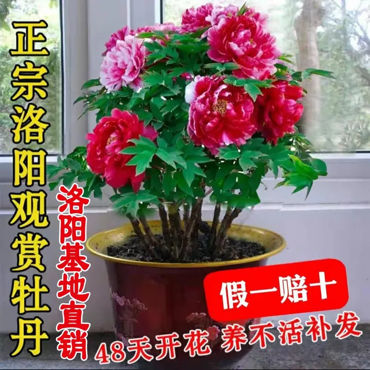 正宗洛阳牡丹花苗老桩观赏牡丹盆地栽耐寒易活洛阳直发花卉绿植