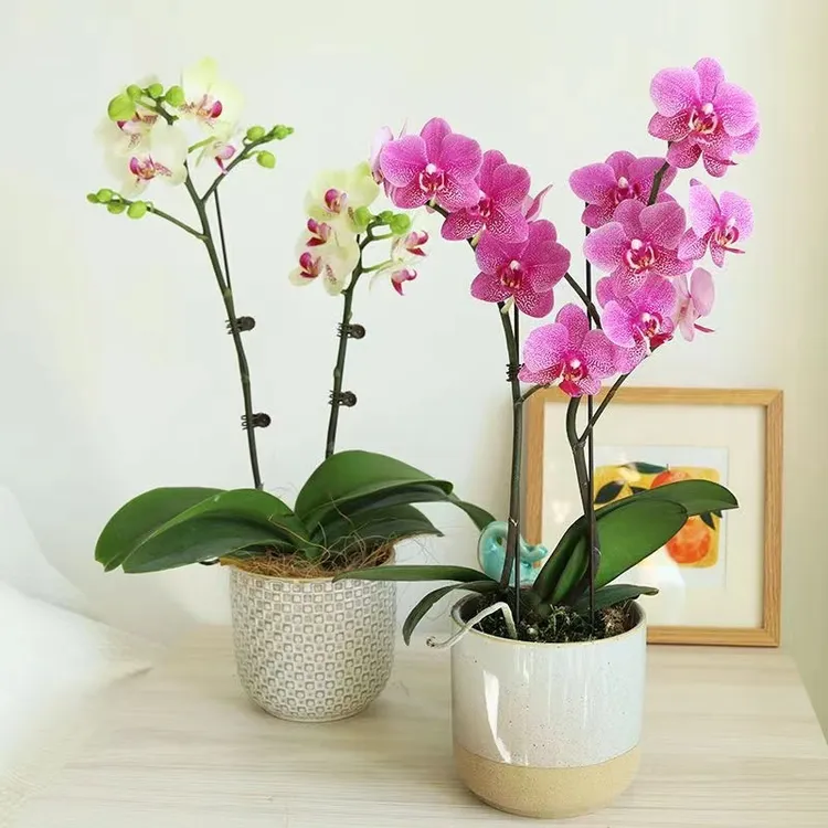蝴蝶兰花苗盆栽蝴蝶兰带花植物室内花卉绿植盆景观花四季开花好养