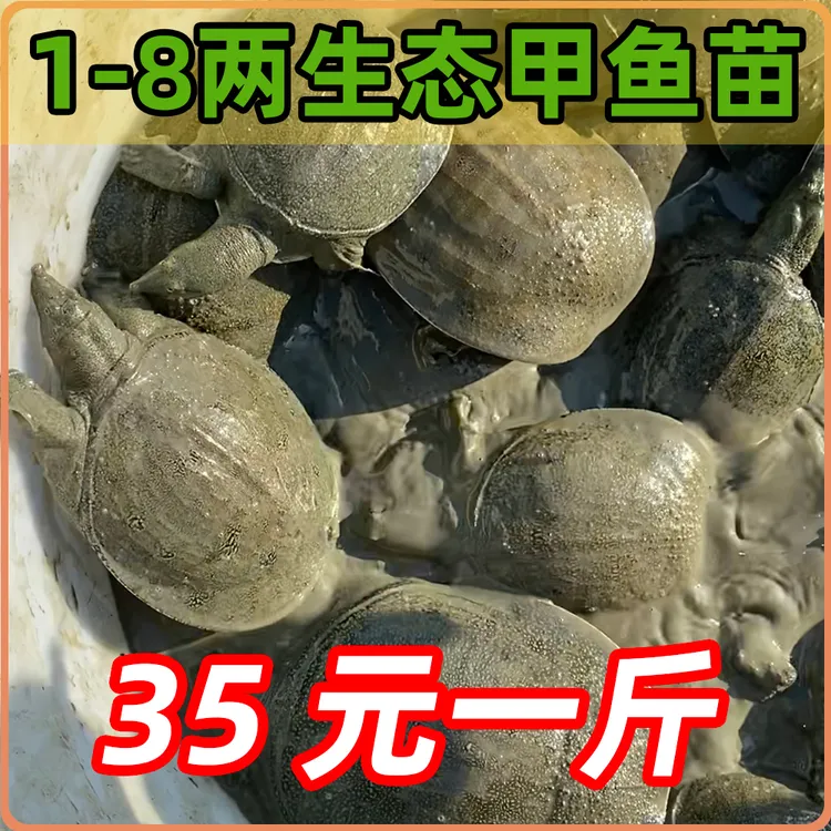 1-8两大规格外塘甲鱼苗生态冷水培育高品质水鱼鳖养殖产地专用苗