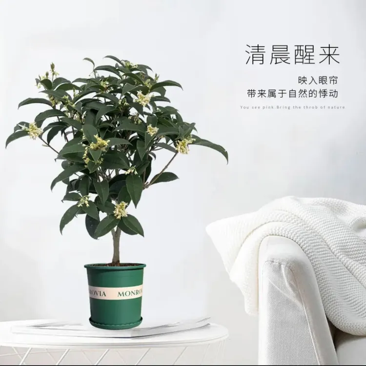 精品四季桂花四季开花清香（五年苗）高55到65公分盆栽基地直发