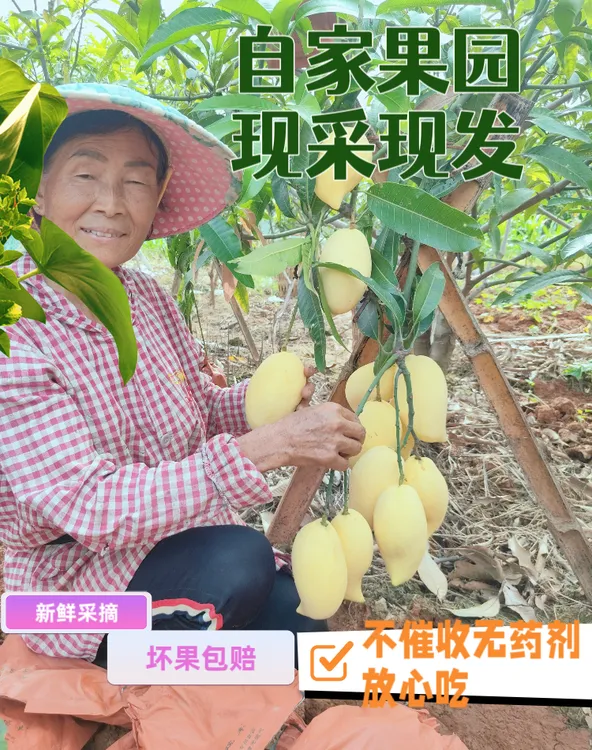 精选新鲜一级果云南华坪鹰嘴芒果万能软糯香甜老人小孩孕妈妈水果