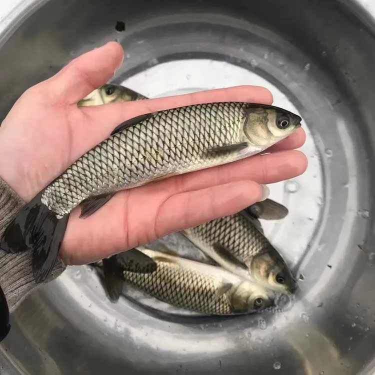 大规格草鱼 草鱼 皖鱼 吃草鱼广州发货