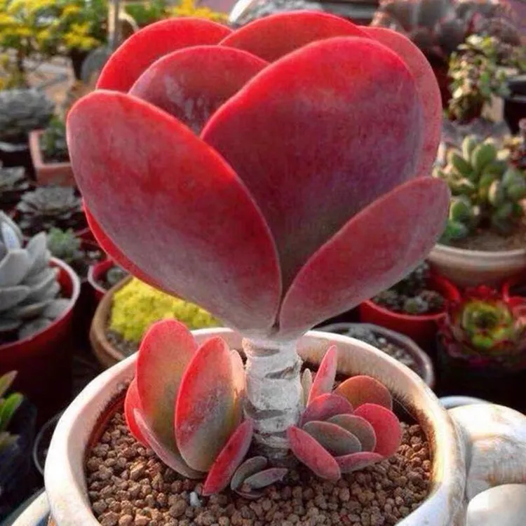 唐印多肉植物 新手小萌物心形肉肉老桩盆栽绿植【全场满9.9元包邮】