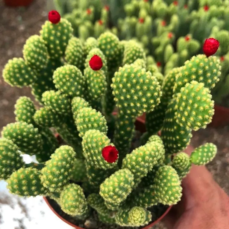 黄毛掌可爱兔耳仙人掌多肉植物办公室内盆栽花卉【全场满9.9包邮】