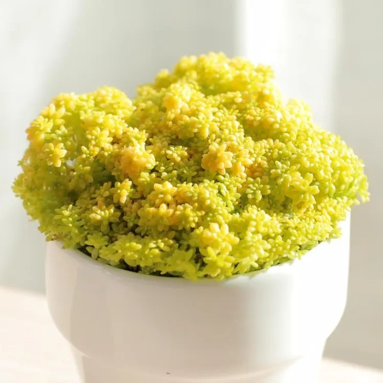 黄金万年草多肉植物 精选胭脂云姬星美人 阳台花卉盆栽办公室盆栽