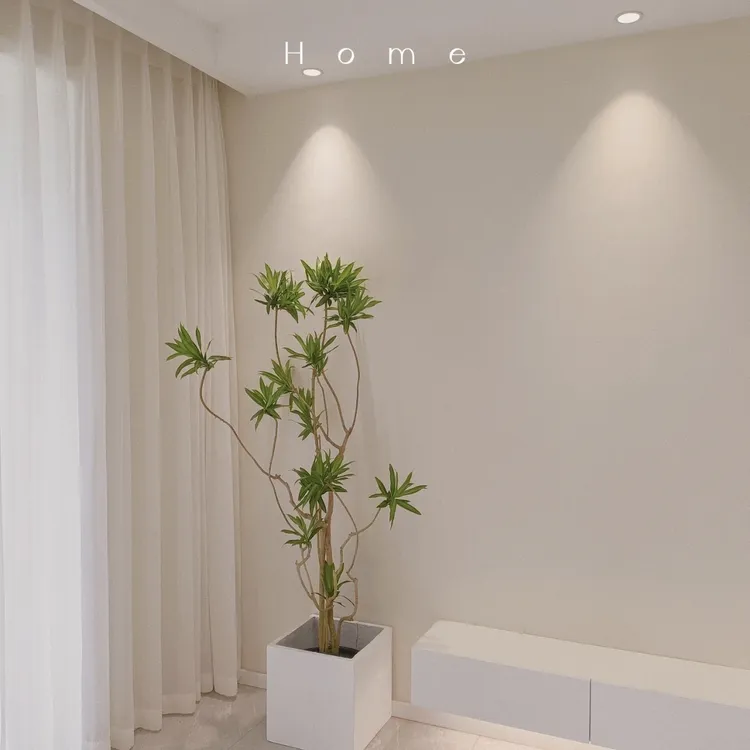 室内老庄造型百合竹绿植盆栽桌面办公室美化空间吸甲醛四季青植物