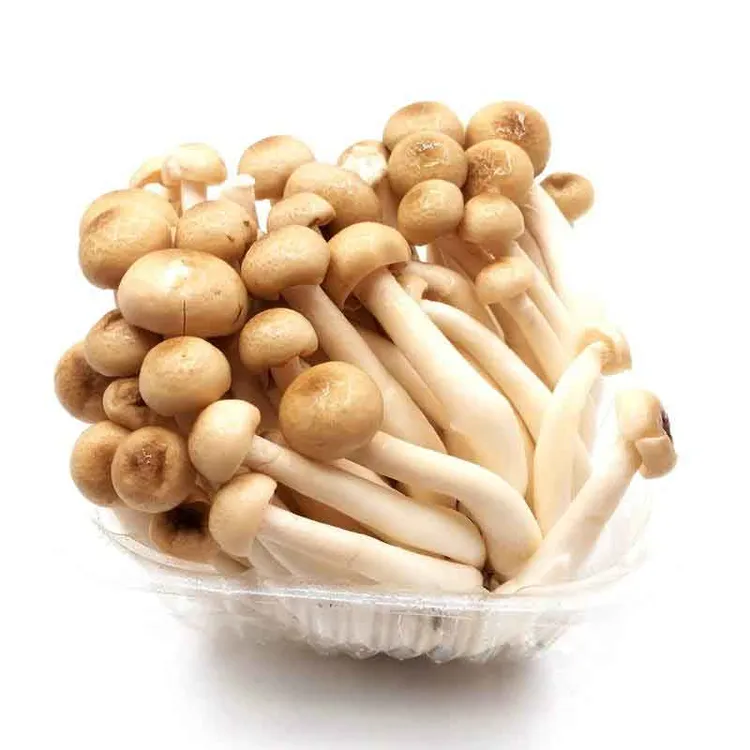 新鲜真姬菇625克营养美味自然原色无添加当季新菇干净无沙蟹味菇