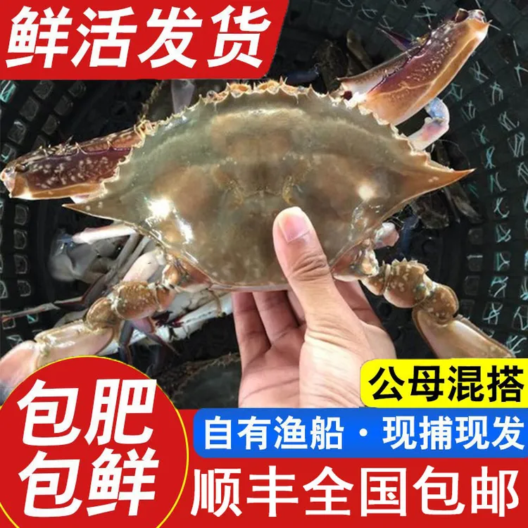 鲜活梭子蟹 公母混搭 3斤顺丰包邮 飞蟹 海蟹 青岛新鲜野生 螃蟹