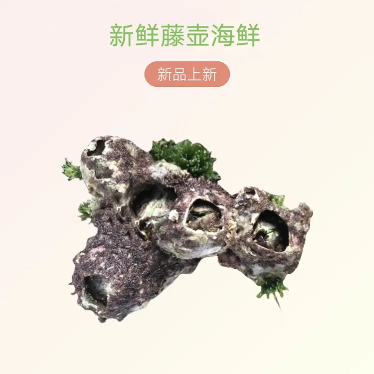 藤壶海鲜火山口雀嘴藤壶湿岛发货鲜活海鲜藤壶新鲜藤壶蚝触生鲜
