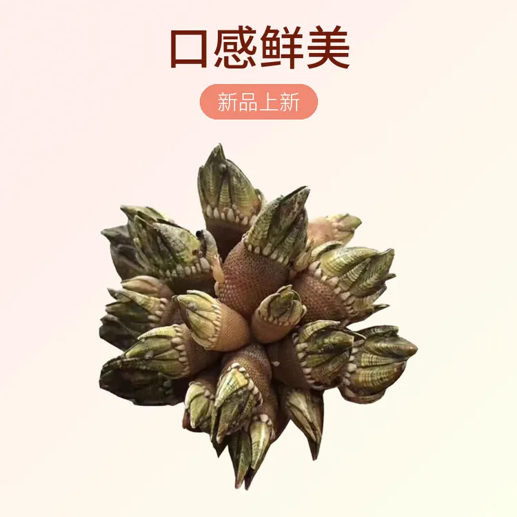 沙扒湾佛手螺 新鲜狗爪螺藤壶海鲜鹅颈藤壶 鸡爪螺新鲜鲜活发货