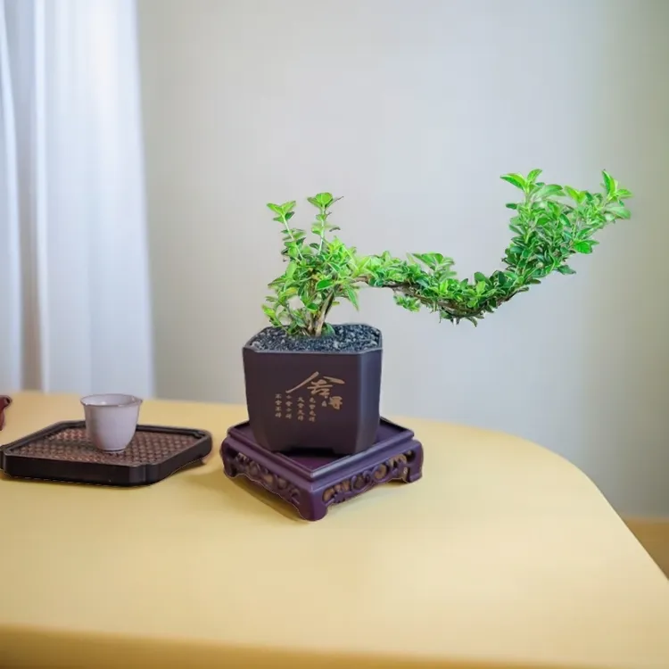 【颜小姐绿植专属】金边六月雪盆栽植物好养室内桌面净化空气办公室绿植花卉四季常青