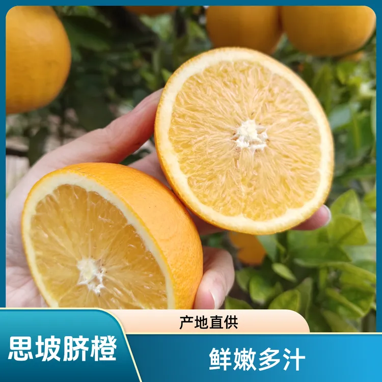 四川宜宾思坡农家脐橙