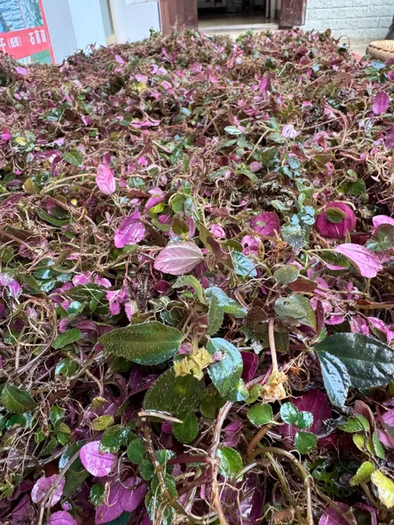 风拒斗草、风谷草、酸酸草