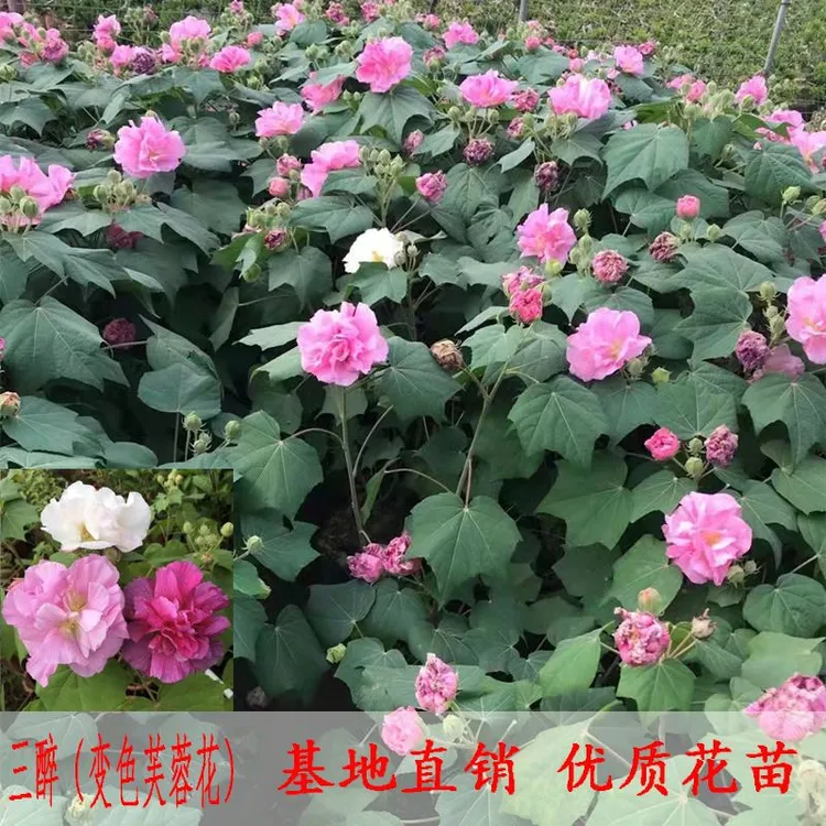 三醉芙蓉花苗 变色拒霜花 重瓣木芙蓉花盆栽带花苞耐寒室内外植物