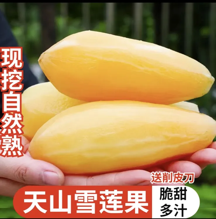 【净重5斤中大果】天山雪莲果新鲜清甜生鲜水果产地直发脆爽多汁