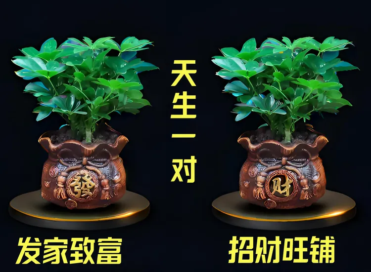 八方来财鸭脚木七叶莲室内花卉四季常青净化空气花卉吸甲醛盆栽