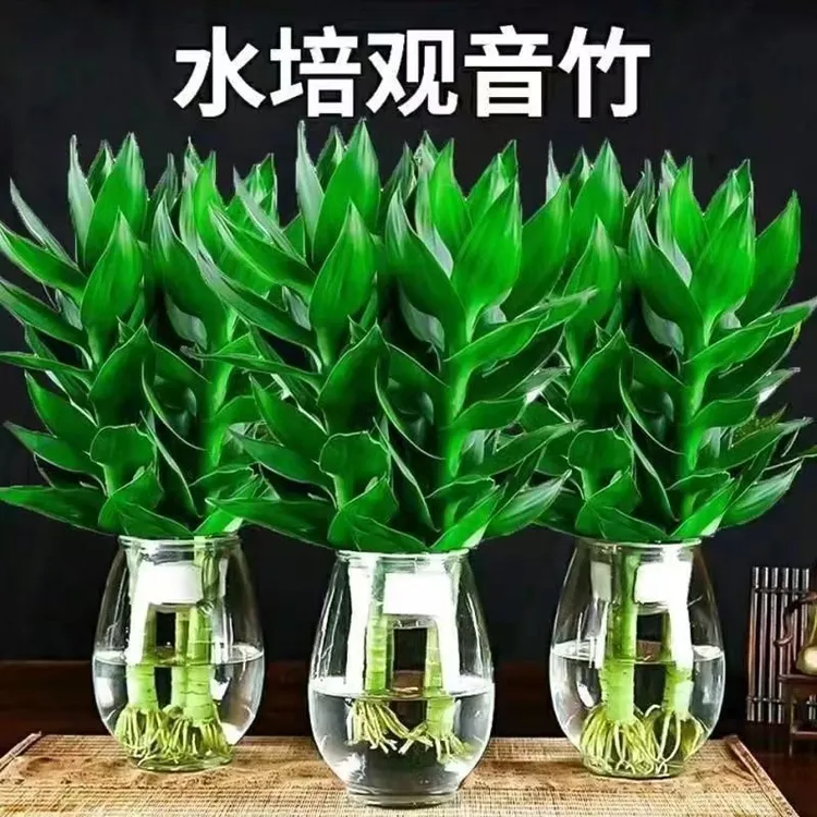 【竹来运转】水培观音竹水养富贵竹四季常青好养绿植物玻璃花瓶花