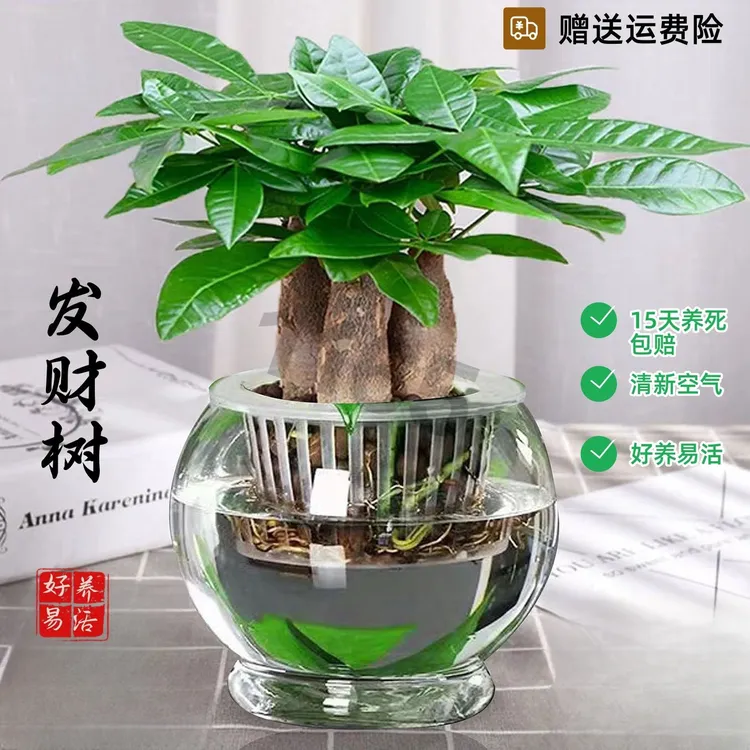 发财树盆栽招财室内绿植开业送礼辫子桌面摆件四季常青水养