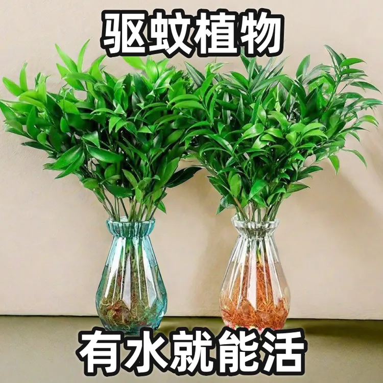 室内驱蚊竹柏客厅四季常青盆景水培绿植好养不死办公室桌防蚊盆栽