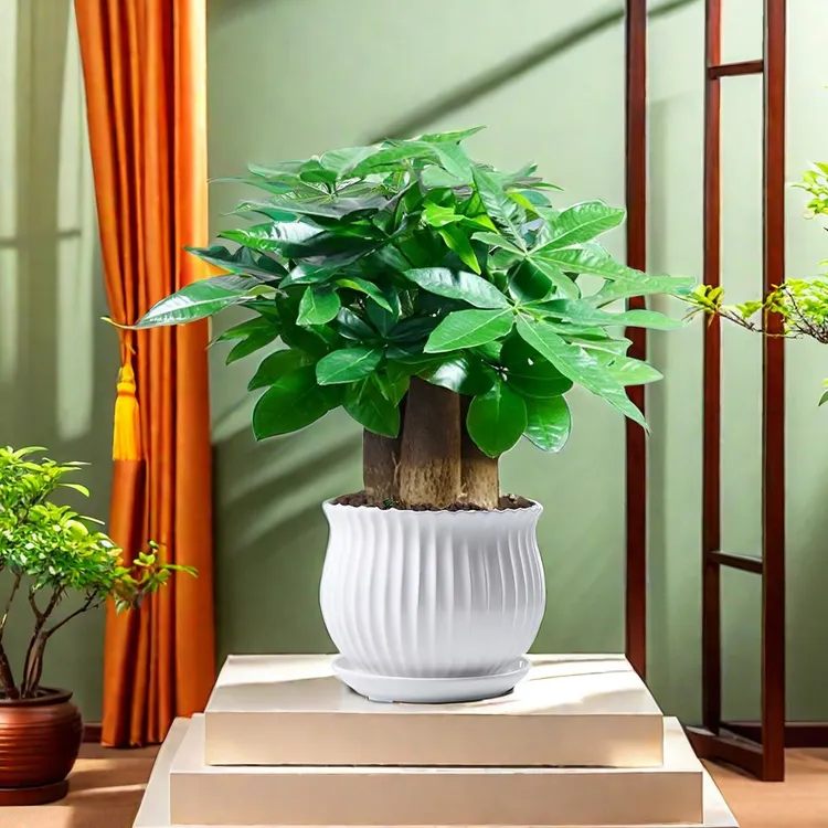 发财树客厅大绿植四季长青好养活盆栽水培植物室内客厅桌面小绿植