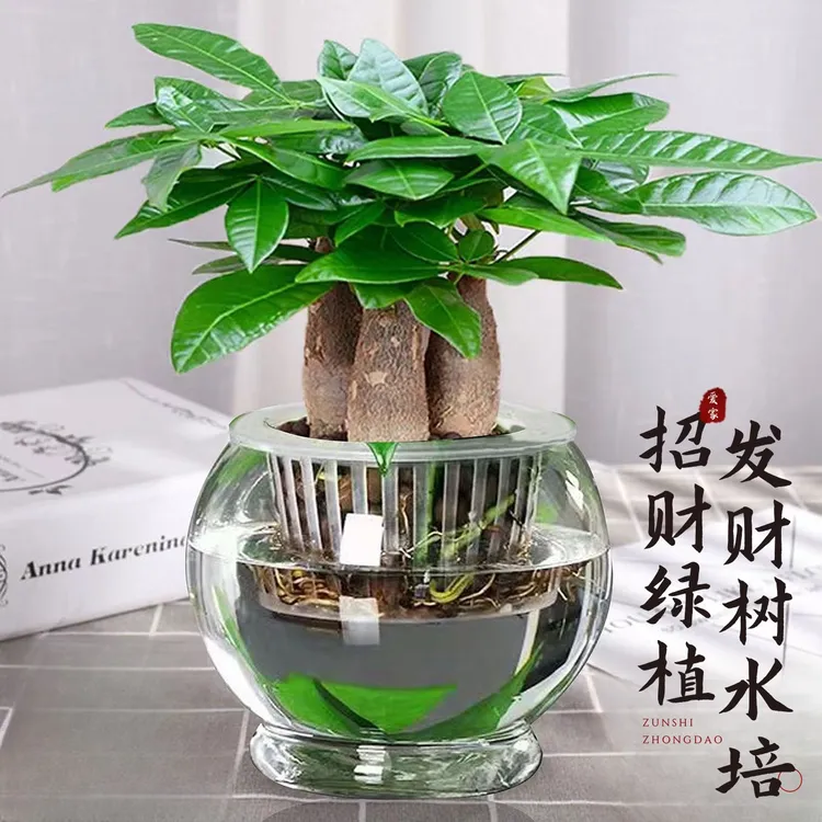【达人专属】发财树盆栽大棵室内客厅桌面绿植装饰品水培三杆招财树