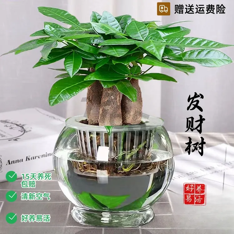 发财树盆栽招财树水绿植好养植物花卉金钱辫子好养活净化造型绿植
