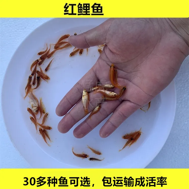红鲤鱼淡水观赏养殖宠物活体小红鱼饲料鱼好养殖四大家鱼水族鱼