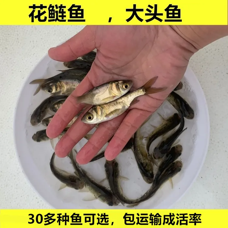 花鲢鱼大头鱼胖头鱼鳙鱼四大家鱼活体宠物观赏鱼好养易活水族小鱼