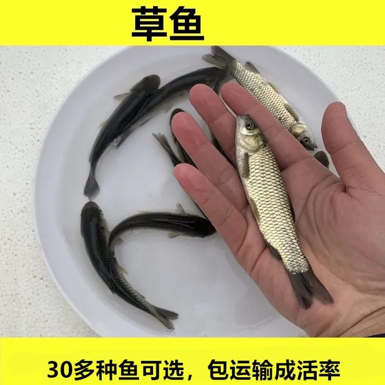 草鱼草混子淡水鲩鱼四大家鱼淡水水族活体