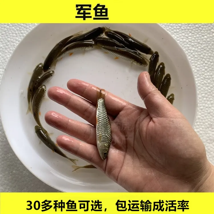 军鱼青竹鱼娟鱼淡水活体宠物观赏鱼好养活大尺寸青竹鲩鱼小鱼水族