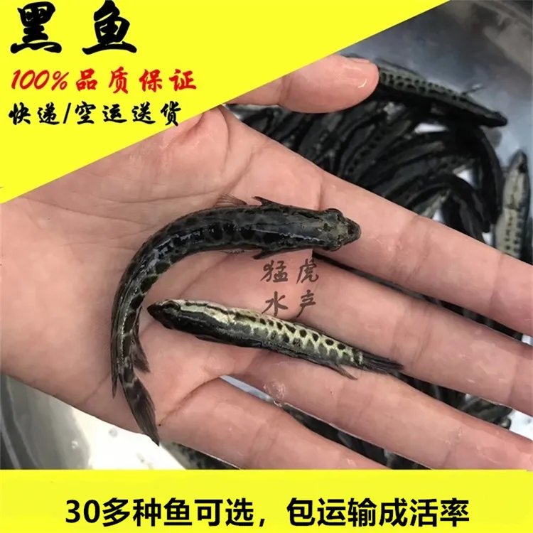 黑鱼乌鱼财鱼乌鳢鱼生鱼淡水活体水族宠物观赏鱼好养易活