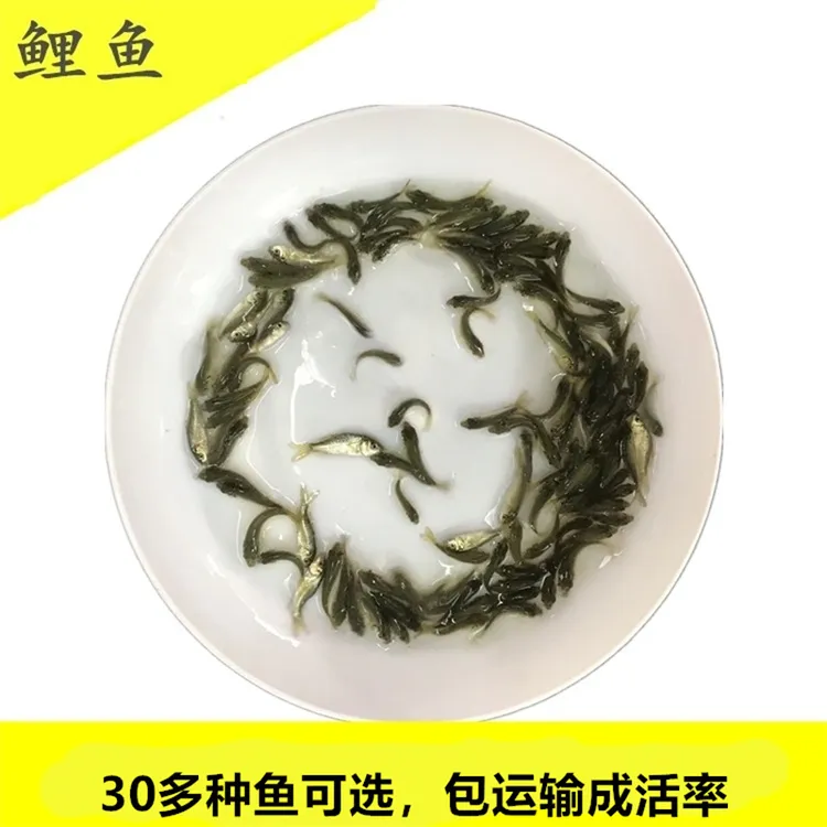 鲤鱼淡水鱼小鱼观赏养殖好养活水族宠物小鱼四大家鱼活体小尺寸鱼