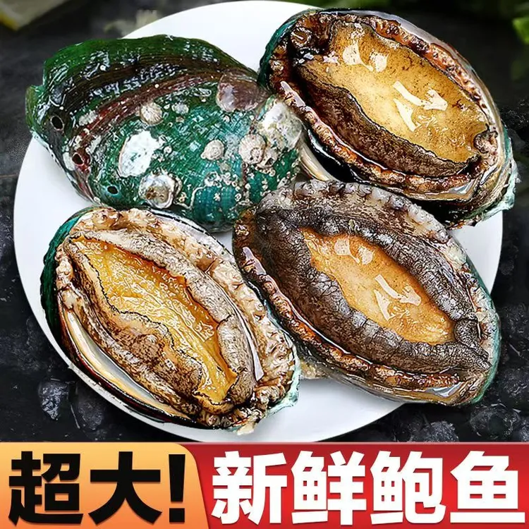 【年货节】6-8头特大鲍鱼6-7CM15只鲜活海捕特大鲍鱼新鲜冷冻特大鲍